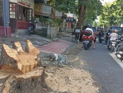 220 Pohon Terimbas Proyek PUPR di 10 Jalan Kota Denpasar